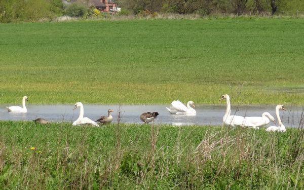 Image of white swans