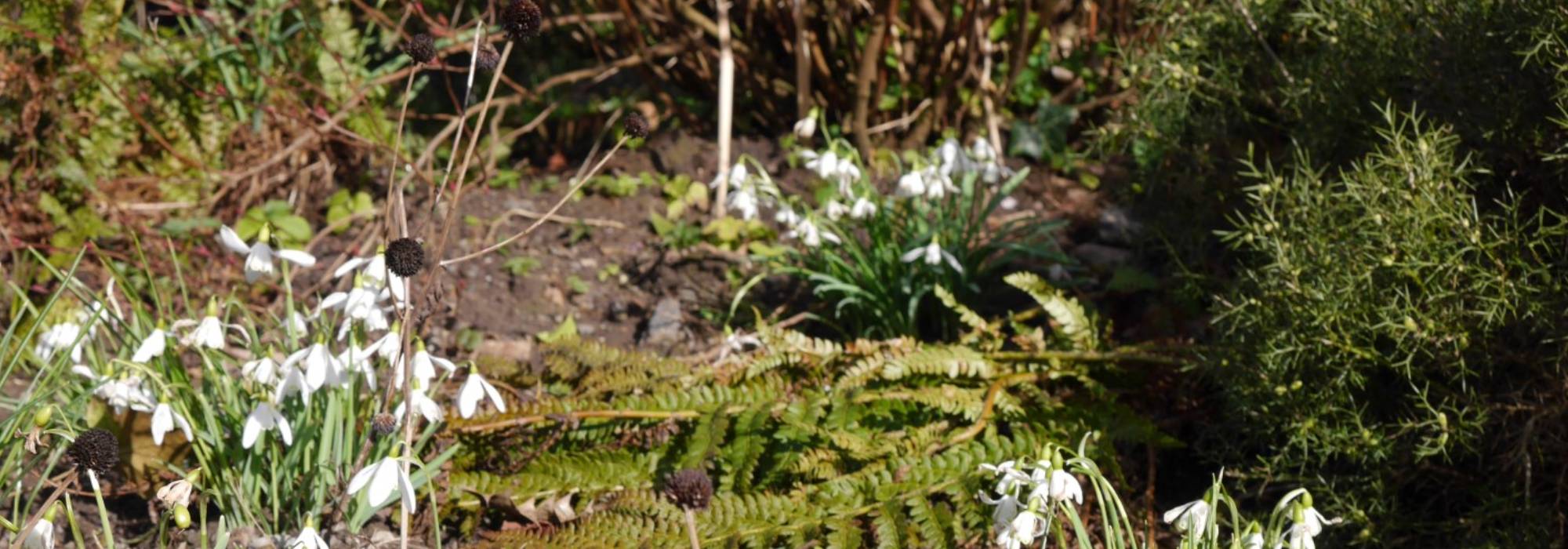 Different plants with white flowers